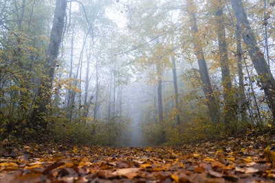 地上的褐色干树叶